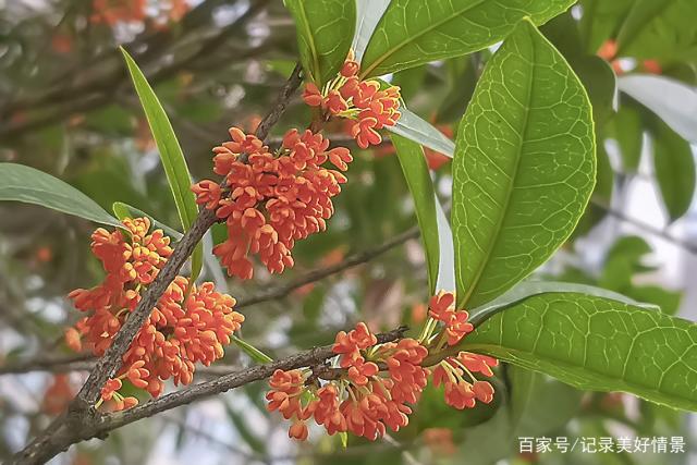 八月飘香香满园打一城市名(八月飘香香满园打一城市名字是什么) 八月飘香香满园打一城市名(八月飘香香满园打一城市名字是什么)