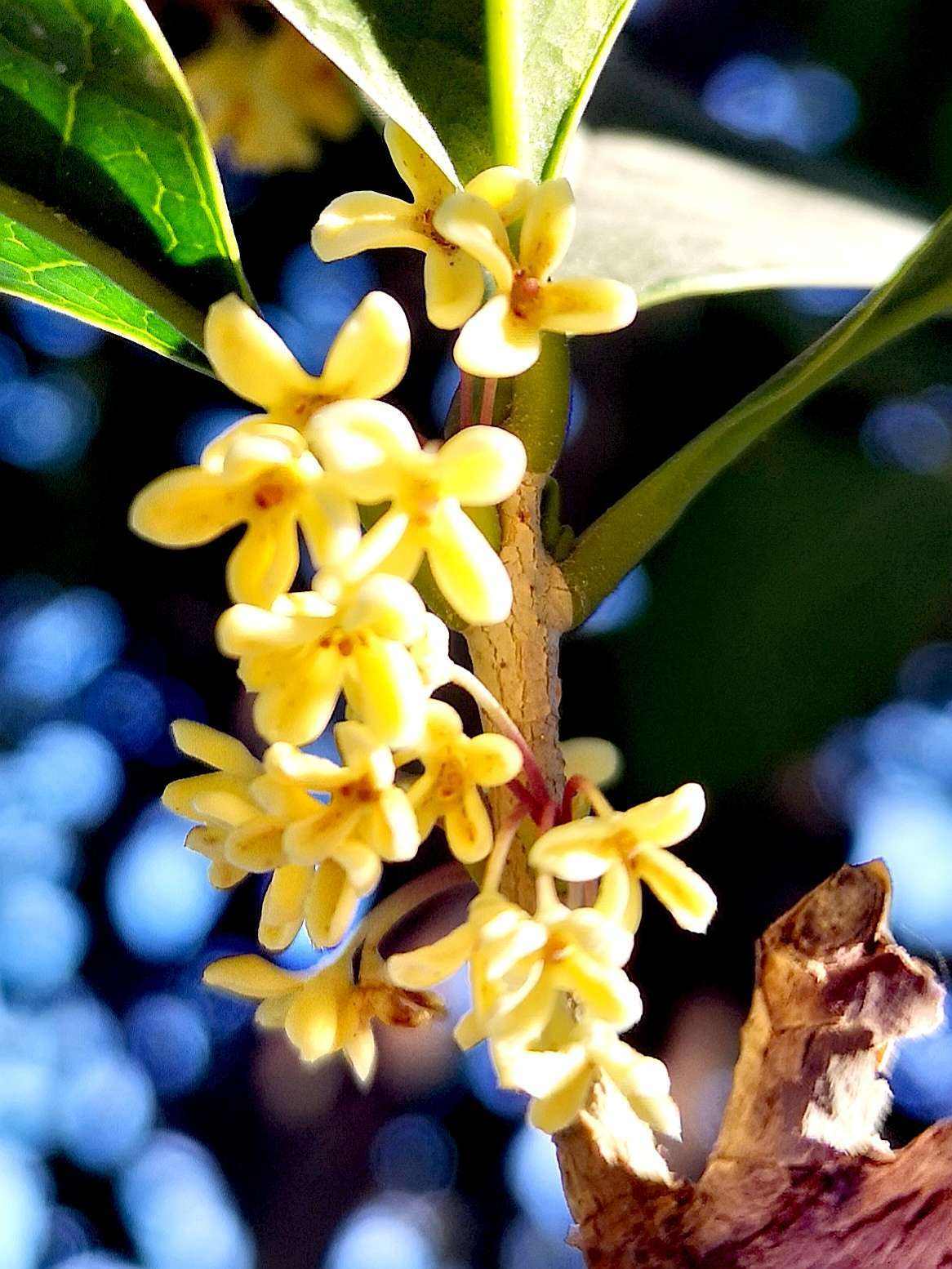 八月飘香香满园打一城市名(八月飘香香满园打一城市名字是什么) 八月飘香香满园打一城市名(八月飘香香满园打一城市名字是什么)