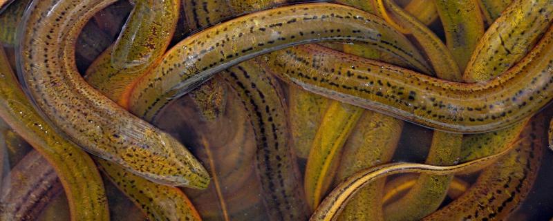 黄鳝在家里清水能养吗(黄鳝在家里清水能养吗有毒吗) 黄鳝在家里清水能养吗(黄鳝在家里清水能养吗有毒吗)