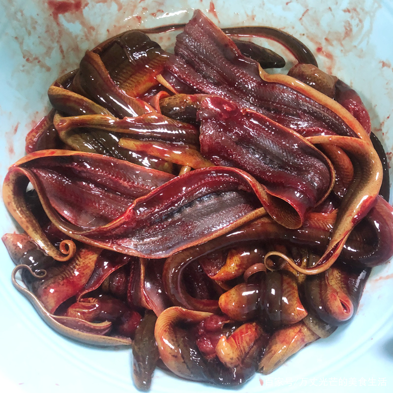 黄鳝在家里清水能养吗(黄鳝在家里清水能养吗有毒吗) 黄鳝在家里清水能养吗(黄鳝在家里清水能养吗有毒吗)