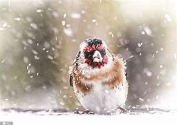 小动物过冬(小动物过冬的方式有哪几种) 小动物过冬(小动物过冬的方式有哪几种)