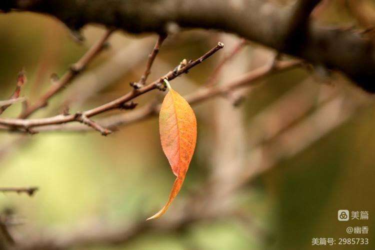 最后一片树叶(最后一片树叶落下来会想些什么) 最后一片树叶(最后一片树叶落下来会想些什么)