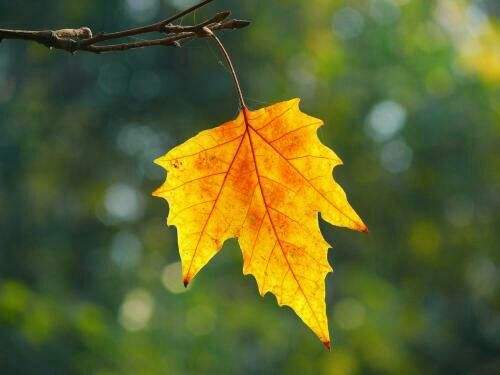 最后一片树叶(最后一片树叶落下来会想些什么) 最后一片树叶(最后一片树叶落下来会想些什么)