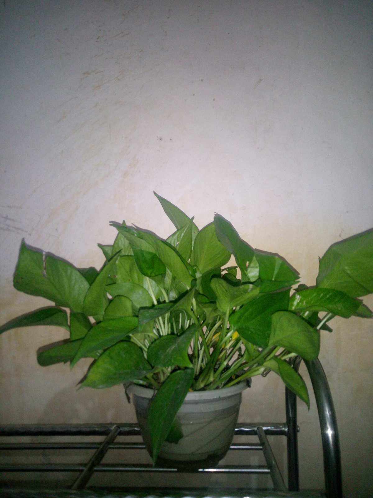 我最喜欢的植物(我最喜欢的植物作文400字) 我最喜欢的植物(我最喜欢的植物作文400字)